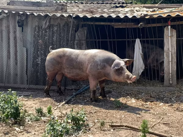 Boar, Пьетрен
