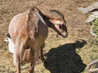 Goat, Goats — photo 4