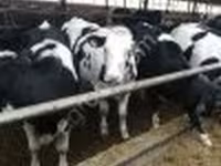 Vaca, Swiss cattle — foto 2