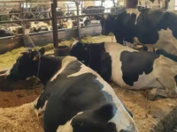 Cow, Swiss cattle — photo 3