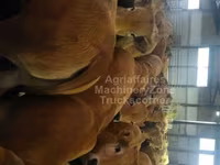 Vaca, Aubrac cattle — foto 2