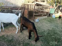 Cabra, Saanen goat — foto 5