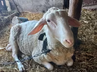 Хуц, Awassi sheep — 1 зураг