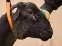 Carnero, Dorper sheep — foto 2