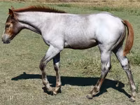 घोड़ी, Quarter Horse — फ़ोटो 6