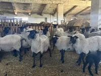 Хонь, Romanov sheep — 1 зураг