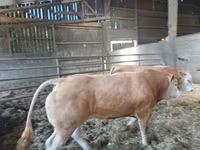 ثور, Blonde d’Aquitane cattle — الصورة 2