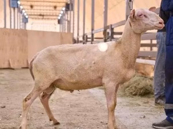 Carnero, East Friesian Dairy sheep