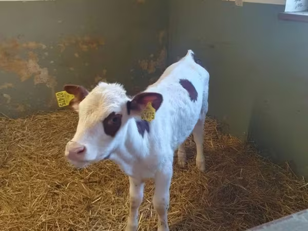 गाय, Simmental cattle
