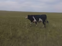 Bull, Russian Black pied cattle — photo 3