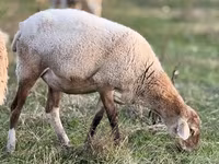 公羊, Edilbay sheep — 照片 4