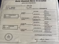 公马, Rocky Mountain Horse — 照片 5