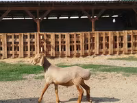 كبش, Edilbay sheep — الصورة 3