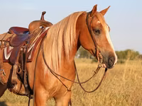 Адуу, Gypsy horse — 6 зураг