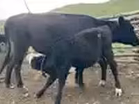 Cow, Cattle — photo 7