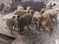 Хонь, Romanov sheep — 3 зураг