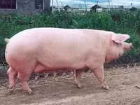 Verro, Cerdos — foto 2