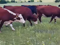 Vaca, Hereford — foto 5