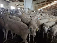 Schaf, Kuibyshev sheep — Foto 1