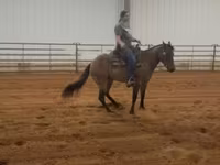 Mare, Quarter Horse — photo 6