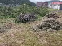 Хадсан өвс — photo 3