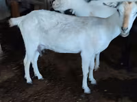 Cabra, Saanen goat — foto 2