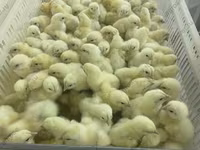 Chickens — 6 зураг
