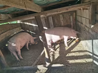 Cerda, Cerdos — foto 1