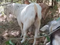 公山羊, LaMancha goats — 照片 2