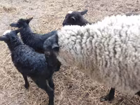 मेढ़ा, Precoce sheep — फ़ोटो 6