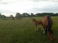 Азаргагүй морь, Trakehner — 5 зураг