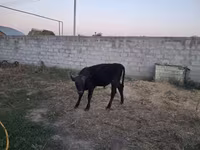 Toro, Raza Alatau — foto 5