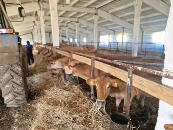 Vaca, Raza Jersey