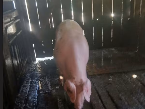 Boar, Pigs