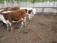 Vaca, Ganado vacuno — foto 3