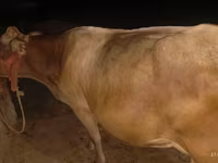 母牛, Ukrainian Brown Dairy Cattle — 照片 3