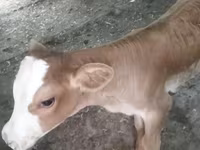 Vaca, Swiss cattle — foto 4