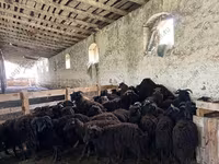 मेढ़ा, Precoce sheep — फ़ोटो 2