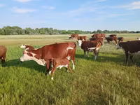Vaca, Latvian Blue cattle — foto 4