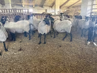 Хонь, Romanov sheep — 2 зураг