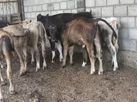 公牛, Aberdeen-Angus — 照片 5