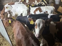公牛, Simmental cattle — 照片 3
