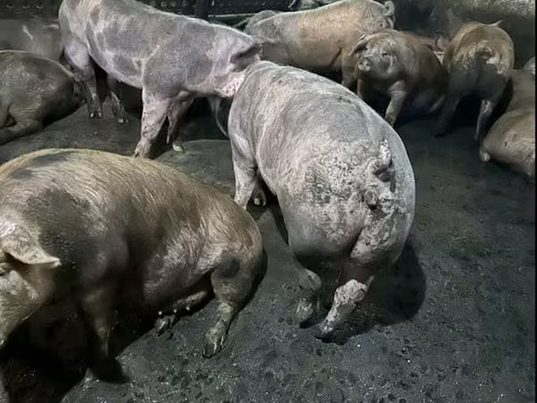 Sow, Pigs