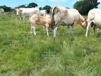 ثور, Blonde d’Aquitane cattle — الصورة 4