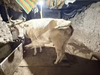 母牛, Ukrainian Brown Dairy Cattle — 照片 2
