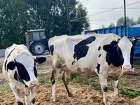 Bulle, Holstein-Rasse — Foto 5