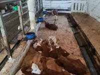 公牛, Red-spotted breed — 照片 1