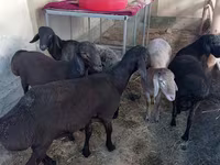 Carnero, Ovejas — foto 1