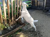 Cabro, Saanen goat — foto 3