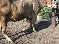 Cow, Alatau breed — photo 6